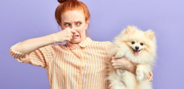Why Does My Dog Stink Discover 5 Reasons Why Your Dog Stinks No Mat Gotdog Why Does My Dog Stink Discover 5 Reasons Why Your Dog Stinks No Mat Gotdog